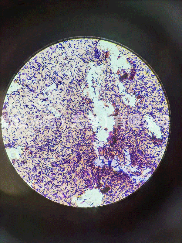 顯微鏡廠家.png 顯微鏡廠家.png